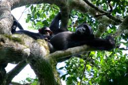 Gorillas und Schimpansen