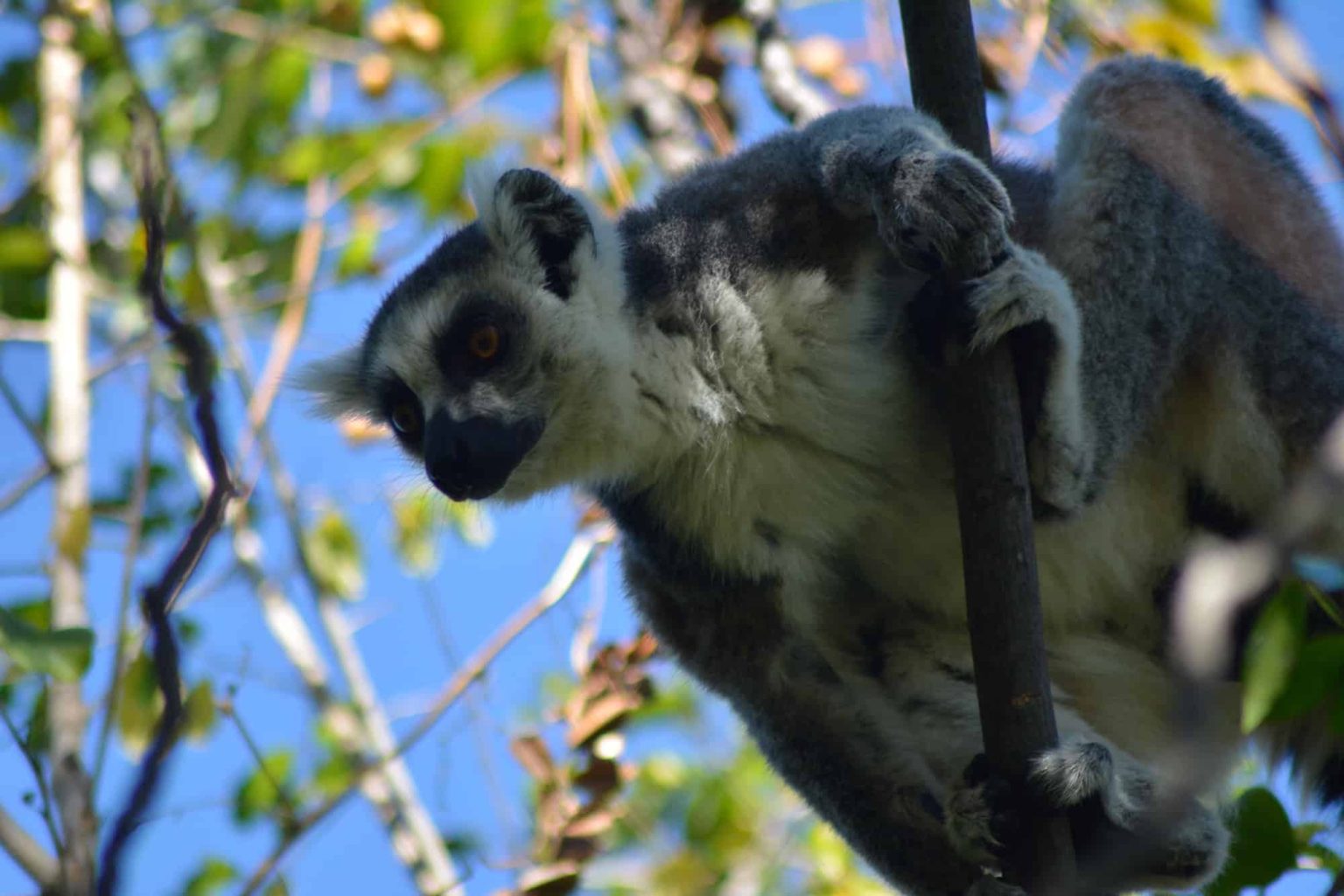 Lemuren Madagaskars