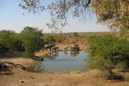 Mashatu Lodge Safari Botswana