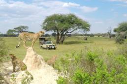 The Hide Safari Simbabwe