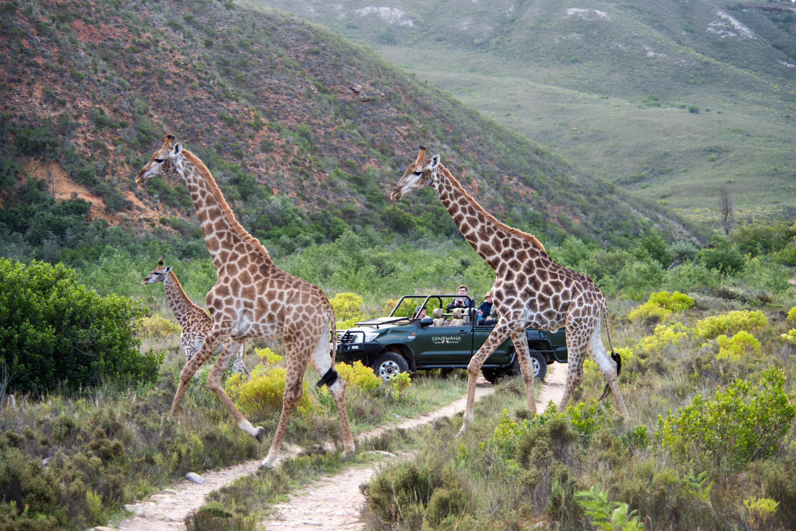 Gondwana Private Game Reserve Safari Südafrika