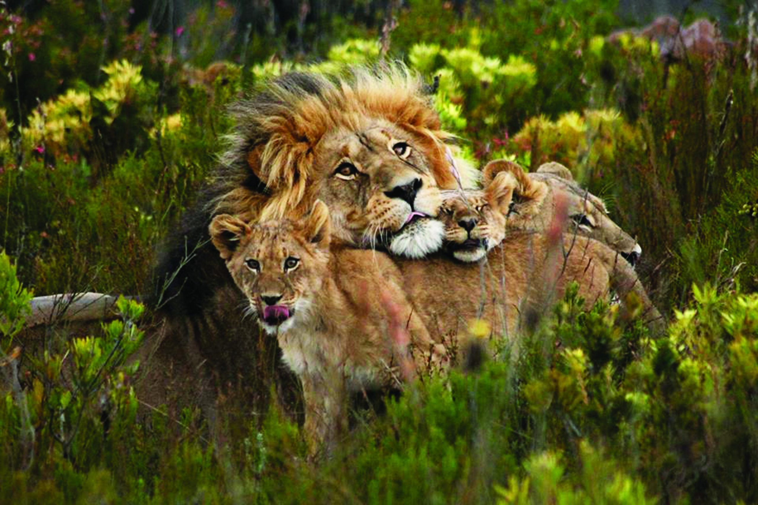 Gondwana Private Game Reserve Safari Südafrika