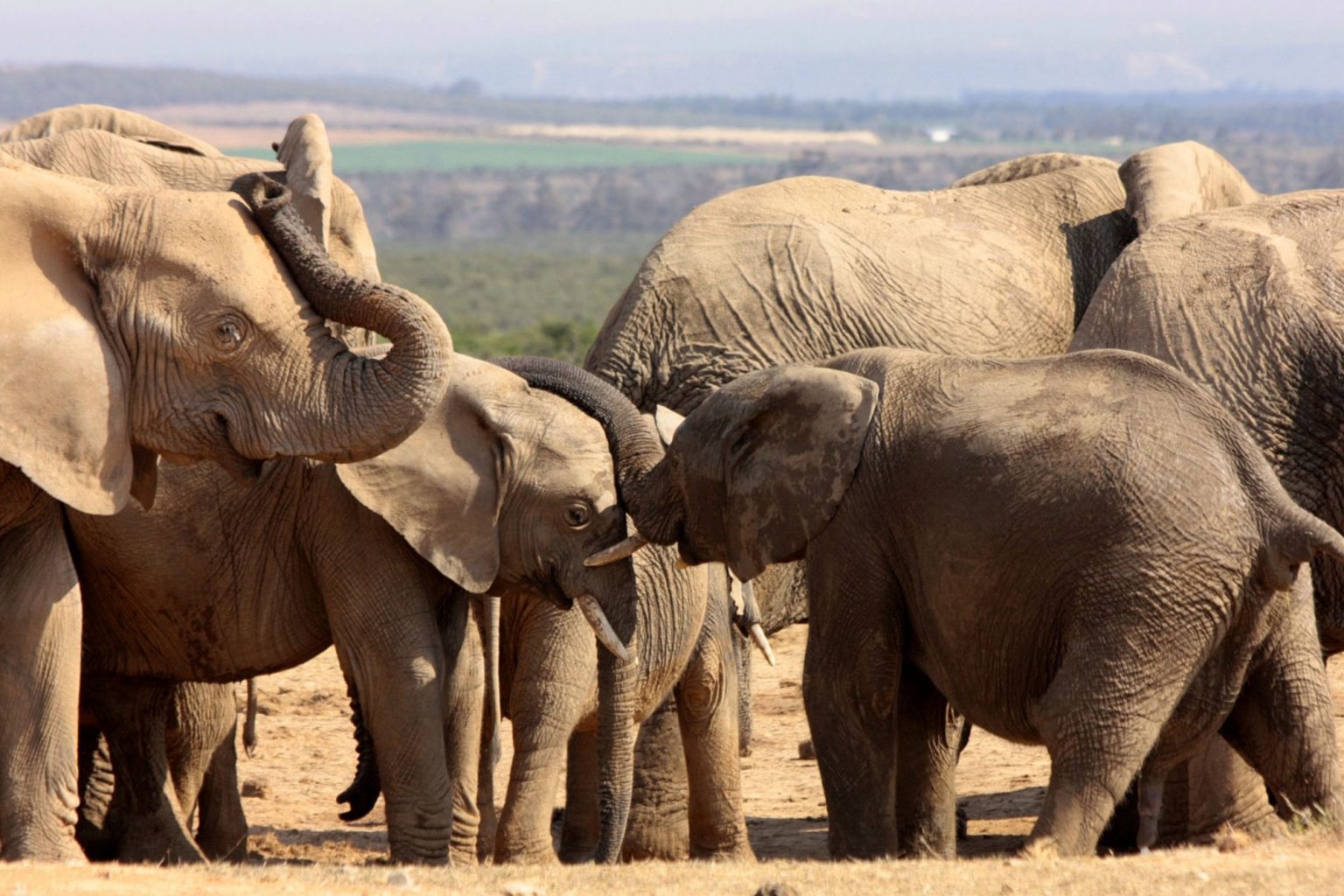 Addo Elephant National Park​