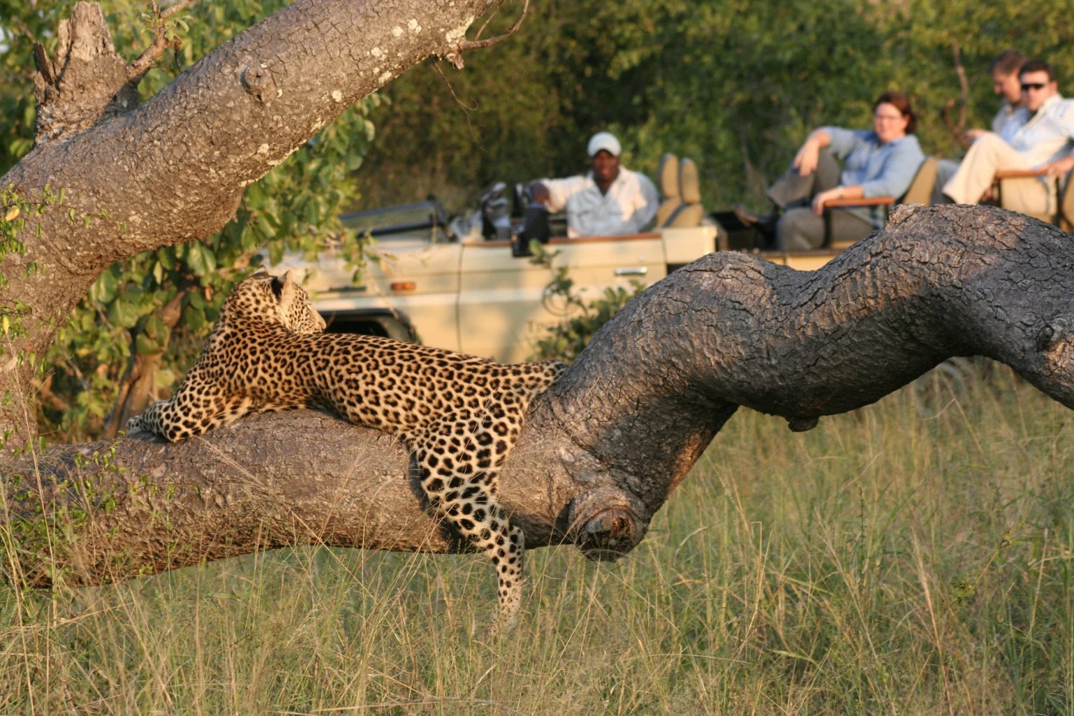 Manyeleti Game Reserve Südafrika