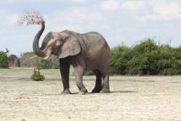 Moremi Game Reserve Botswana