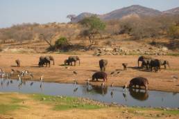 Mikumi National Park Tansania