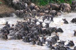 Mit den großen Herden durch Tansania Sawubona Afrika