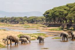 Ruaha National Park Tansania