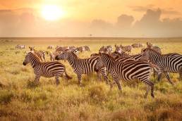 Samburu National Park Kenia