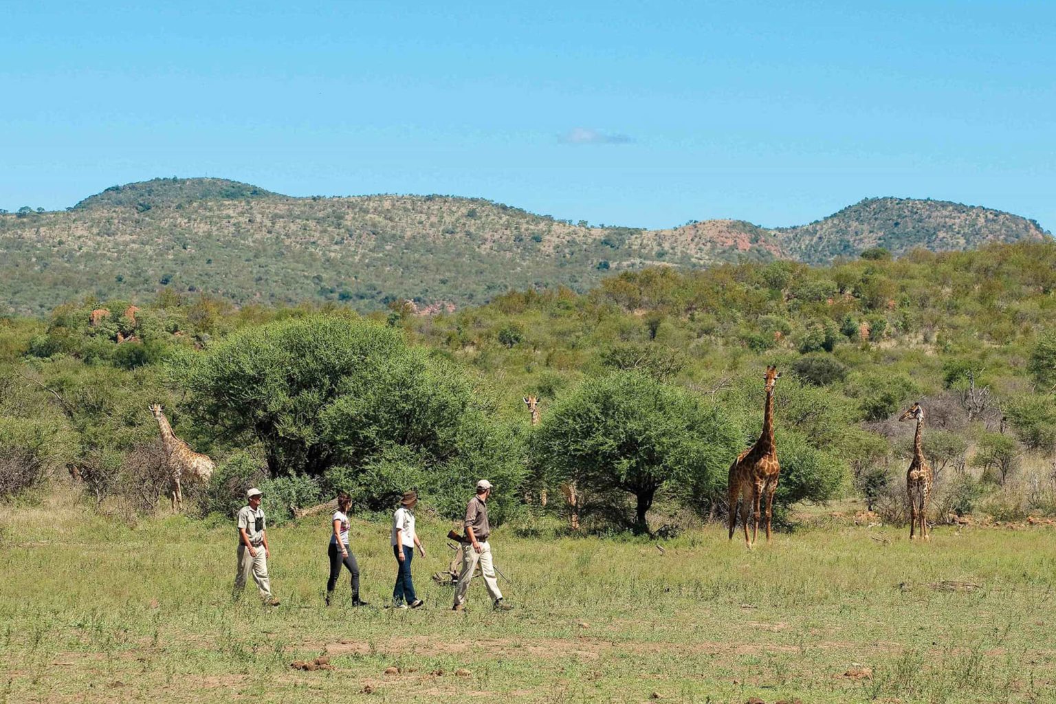 Madikwe Game Reserve Südafrika