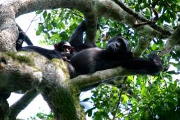 Gorillas und Schimpansen